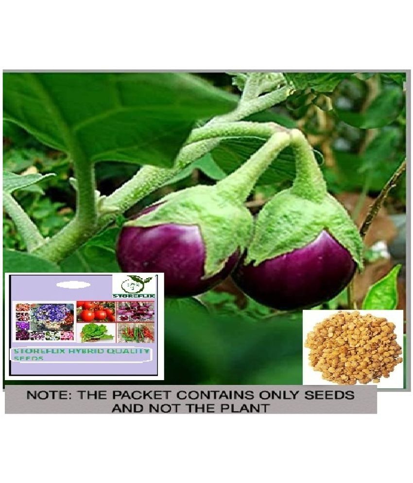     			STOREFLIX Brinjal Vegetable ( 50 Seeds )