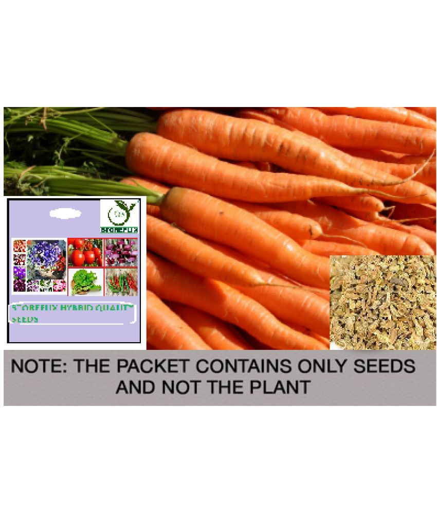     			STOREFLIX Carrot Vegetable ( 100 Seeds )