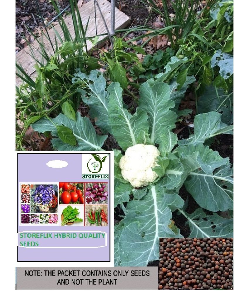     			STOREFLIX Cauliflower Vegetable ( 50 Seeds )