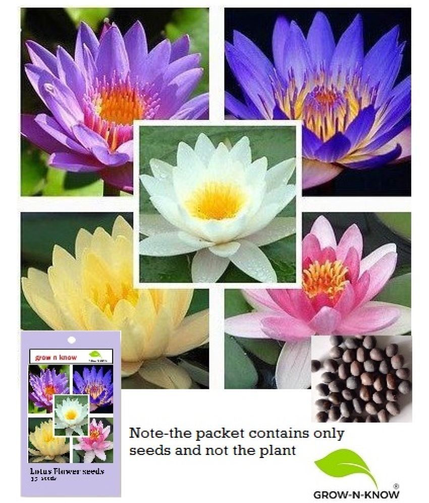     			grow n know Lotus Flower ( 15 Seeds )