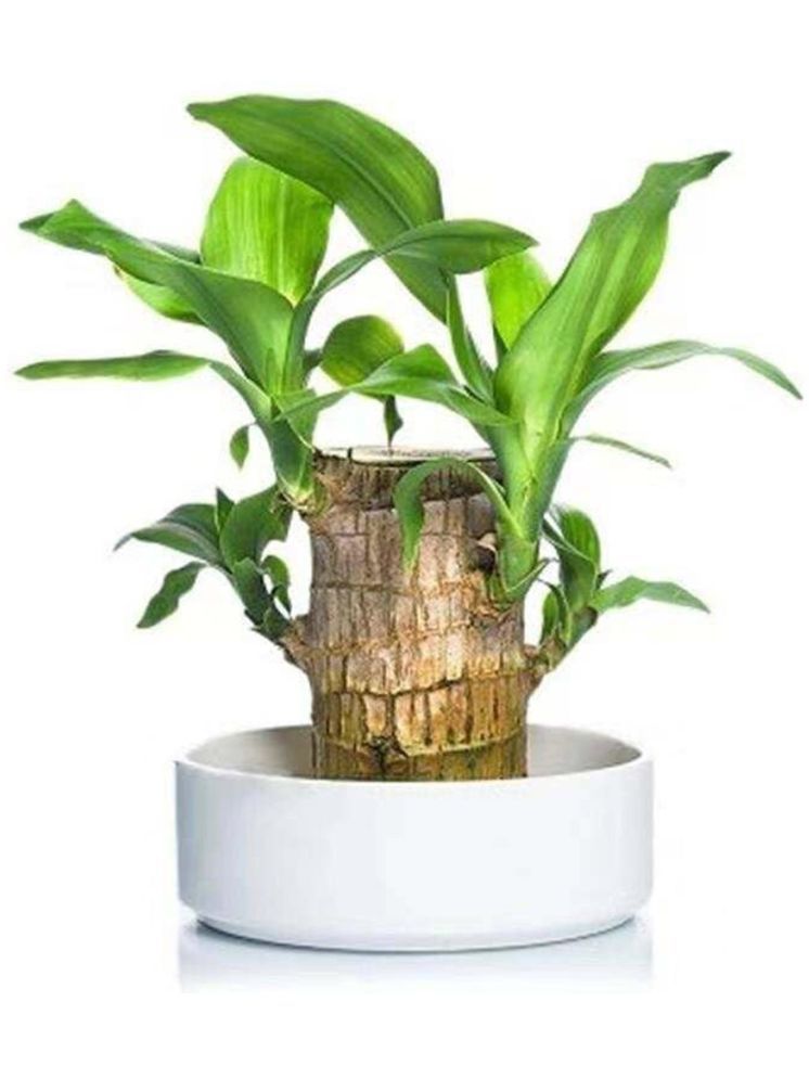     			Bhavyta Indoor Three Layer Lucky Bamboo Plant Plant ( Pack of 1 )