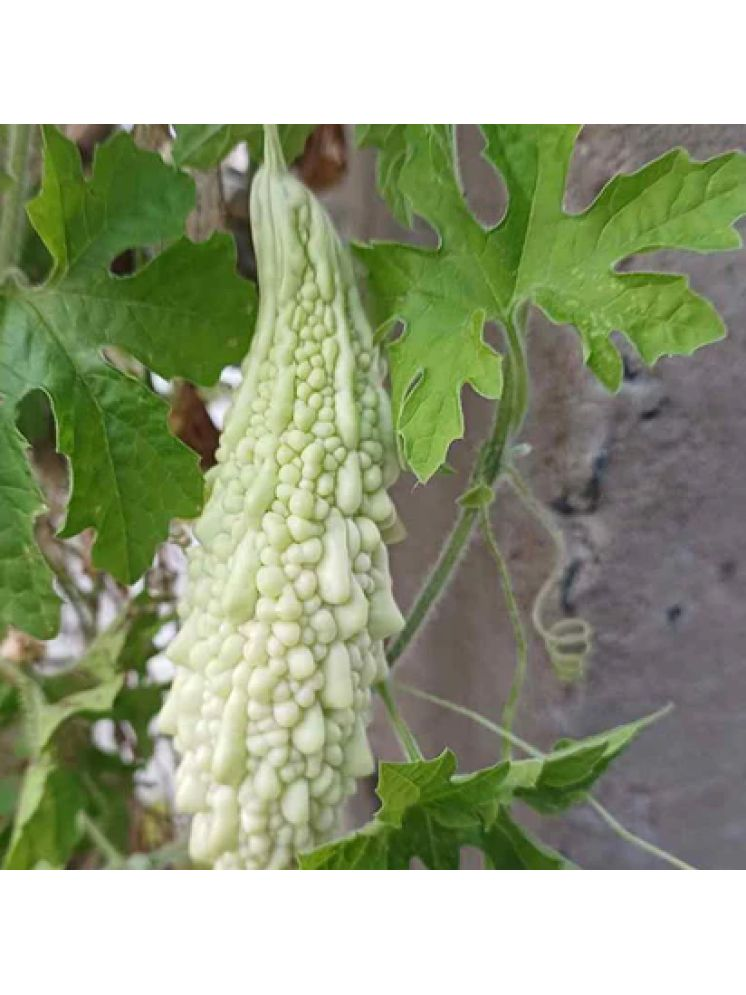     			Jignisha Seeds Organic White Karela Vegetable ( 15 Seeds )