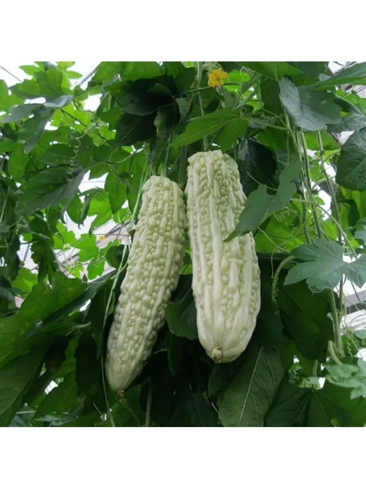     			Jignisha Seeds White Bitter Gourd Vegetable ( 15 Seeds )