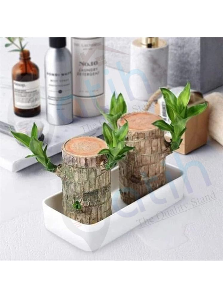     			Gatih Brazilian Lucky Bamboo Plant All Purpose Cleaner Block Lucky Good Luck Plant, Brazil Wood Plant For Home 1 no.s Pack of 2