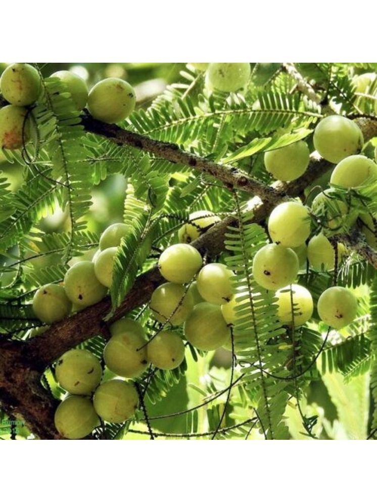     			Jignisha Seeds Gooseberry Fruit ( 30 Seeds )