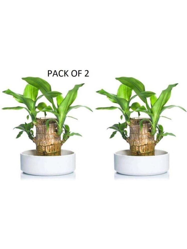     			Bhavyta Brazilian Lucky Bamboo Plant Wood Polish Block Lucky Good Luck Plant, Brazil Wood Plant For Home 300 g Pack of 2