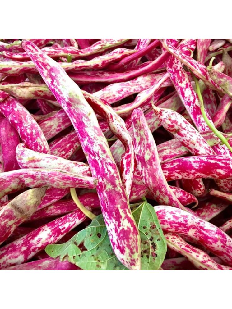     			Jignisha Seeds Organic Cranberry Beans Vegetable ( 15 Seeds )