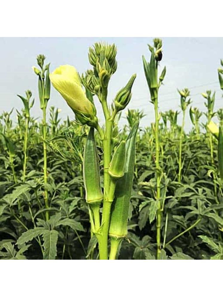     			Jignisha Seeds Okra Vegetable ( 25 Seeds )