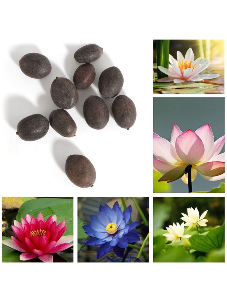     			Jignisha Seeds Lotus Flower ( 15 Seeds )