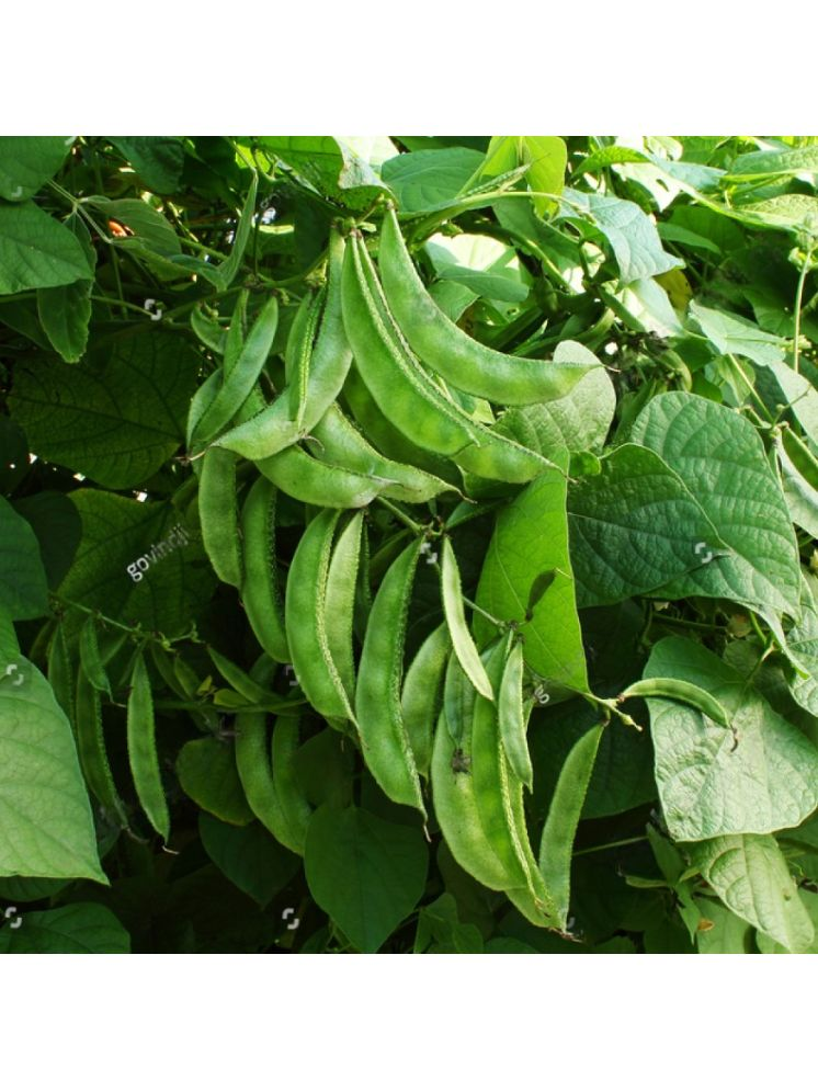     			Jignisha Seeds Dolichos Vegetable ( 30 Seeds )