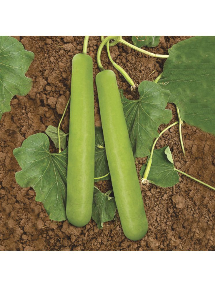     			Jignisha Seeds Bottle Gourd Vegetable ( 15 Seeds )