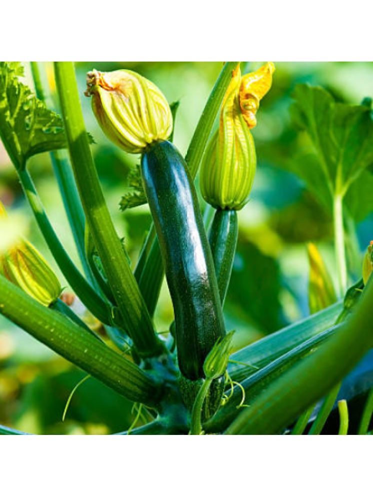     			Jignisha Seeds Squash Zucchini Vegetable ( 10 Seeds )