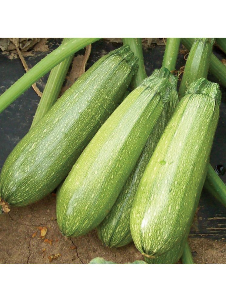     			Jignisha Seeds Zucchini Vegetable ( 10 Seeds )