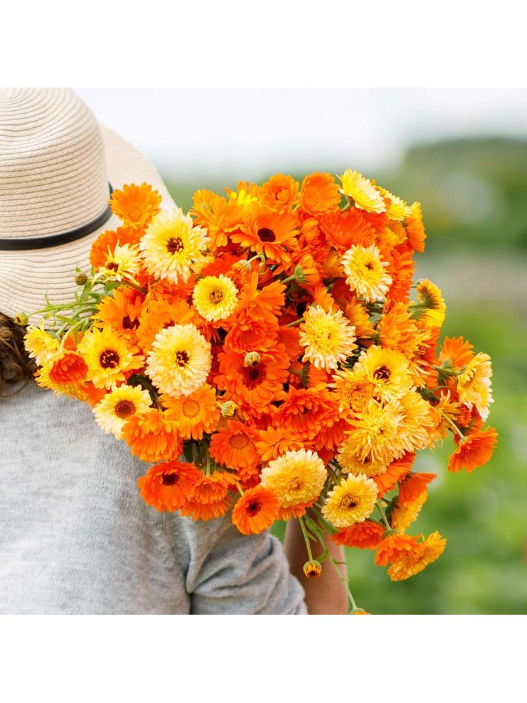     			Jignisha Seeds Calendula Flower ( 30 Seeds )