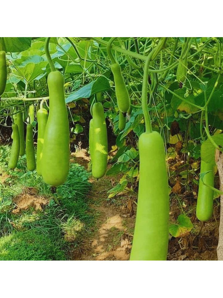     			Jignisha Seeds Bottle Gourd Vegetable ( 20 Seeds )