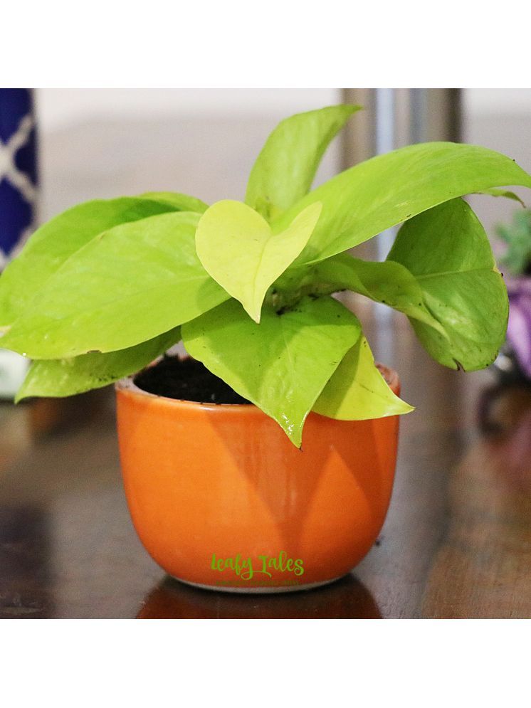     			Leafy Tales Indoor Indoor Plant ( Pack of 1 )