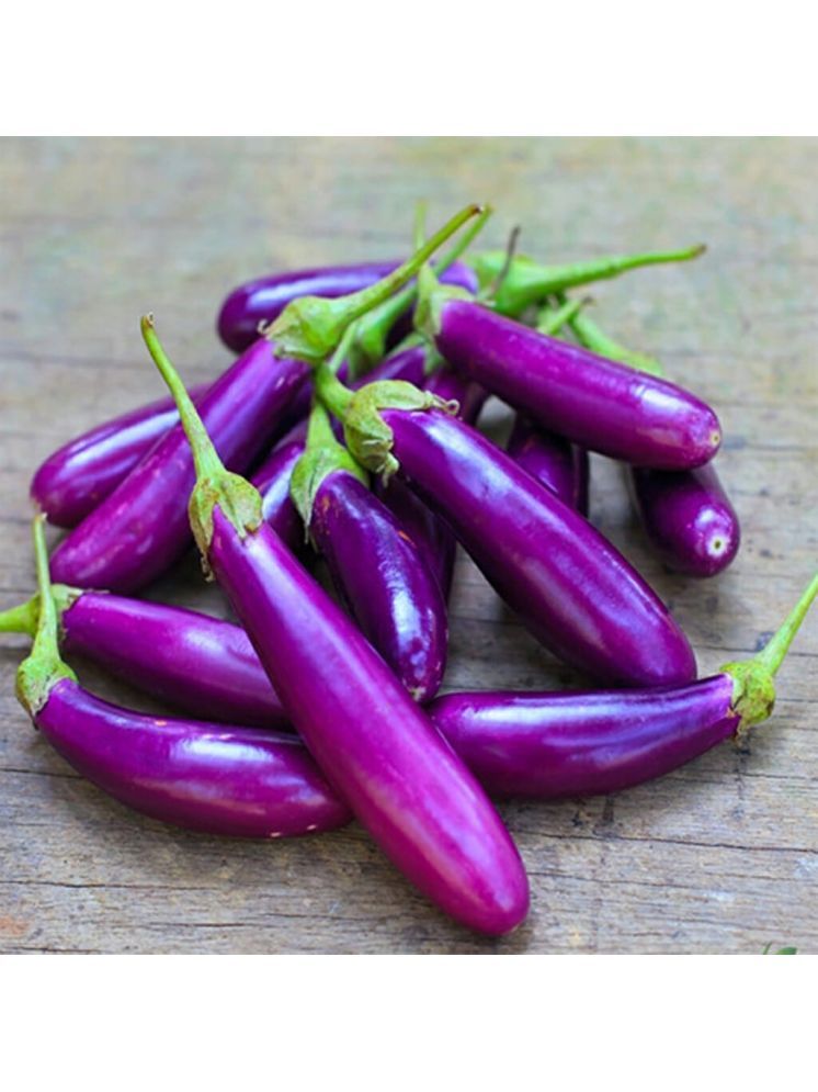     			Jignisha Seeds Brinjal Vegetable ( 50 Seeds )