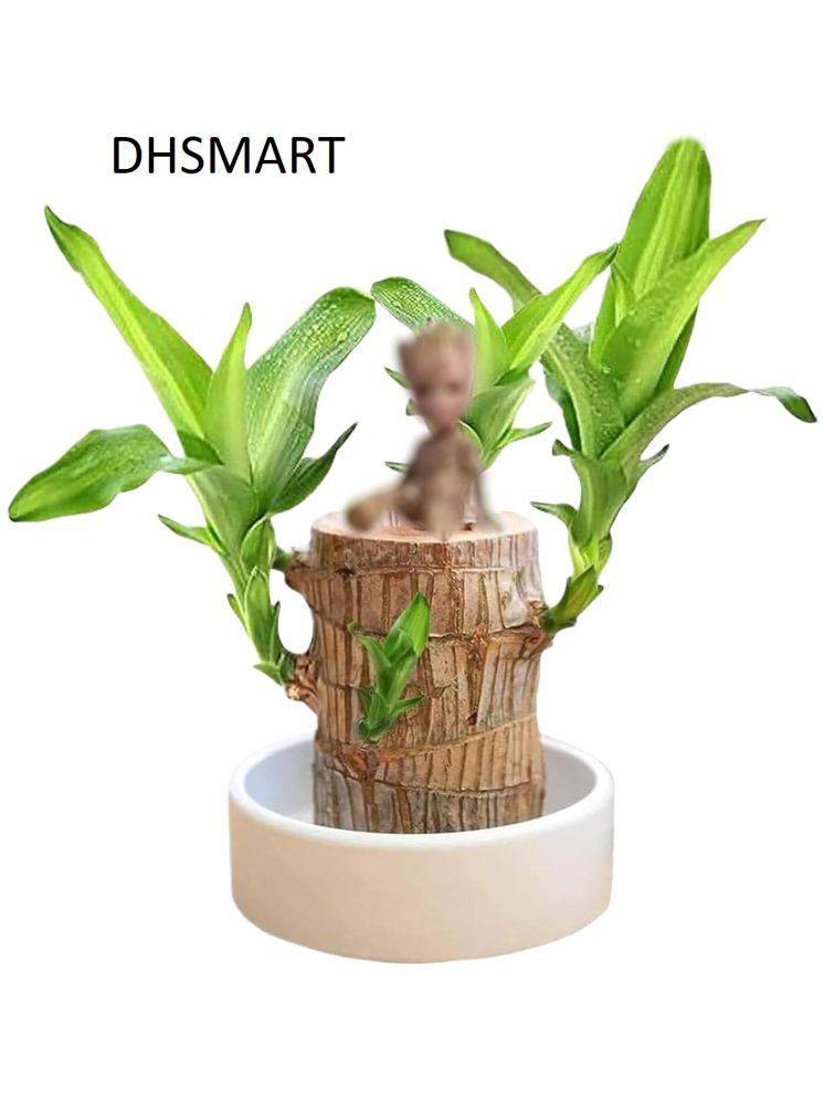     			DHS Mart Brazilian Lucky Bamboo Plant All Purpose Cleaner Block Lucky Good Luck Plant, Brazil Wood Plant For Home 1 no.s