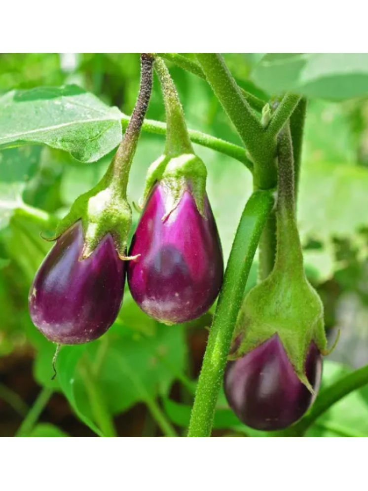     			Jignisha Seeds Brinjal Vegetable ( 50 Seeds )