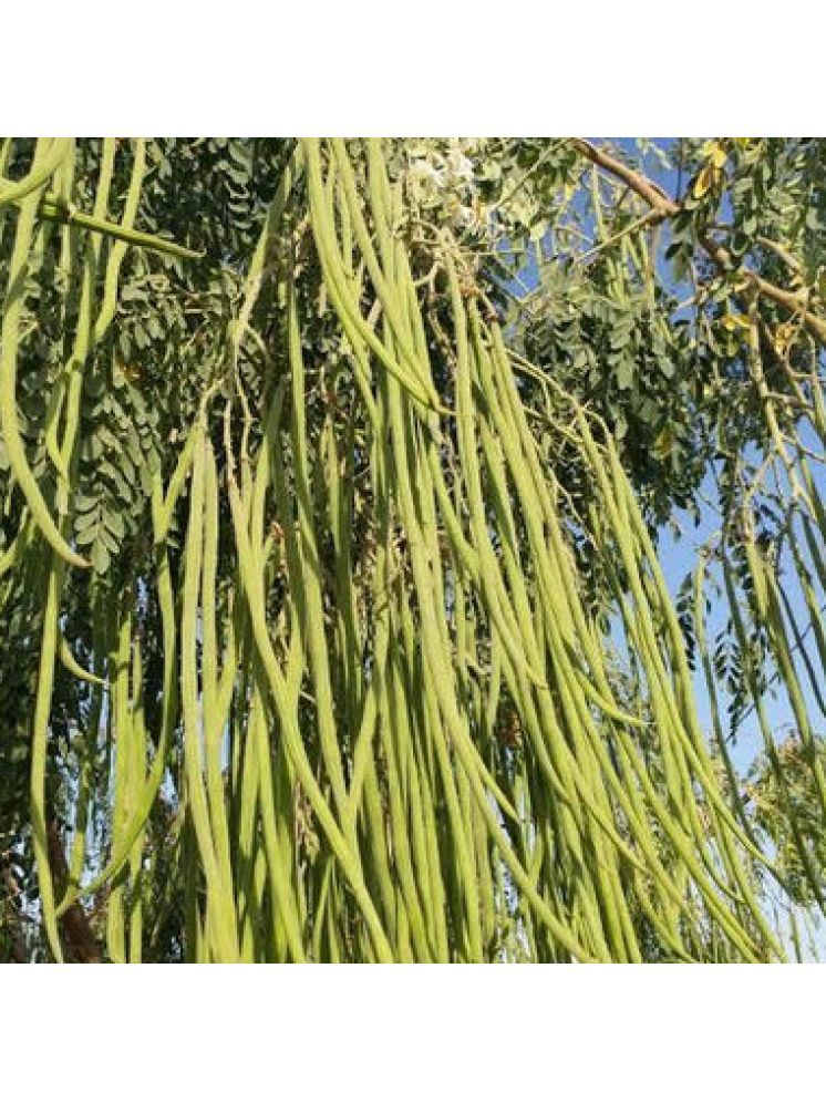     			Jignisha Seeds Hybrid Moringa (Drumstick) Vegetable ( 30 Seeds )