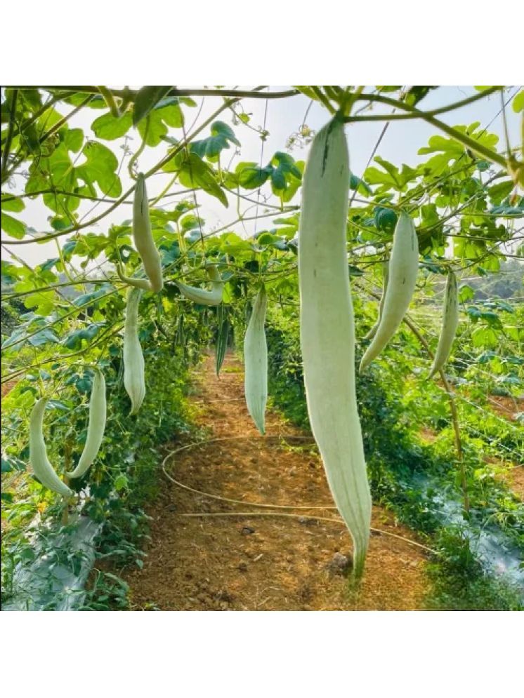     			Jignisha Seeds Snake Gourd Vegetable ( 30 Seeds )