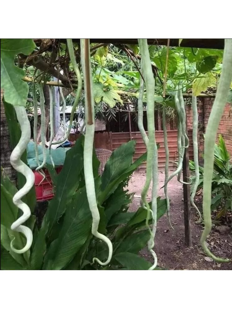     			Jignisha Seeds Snake Gourd Vegetable ( 30 Seeds )