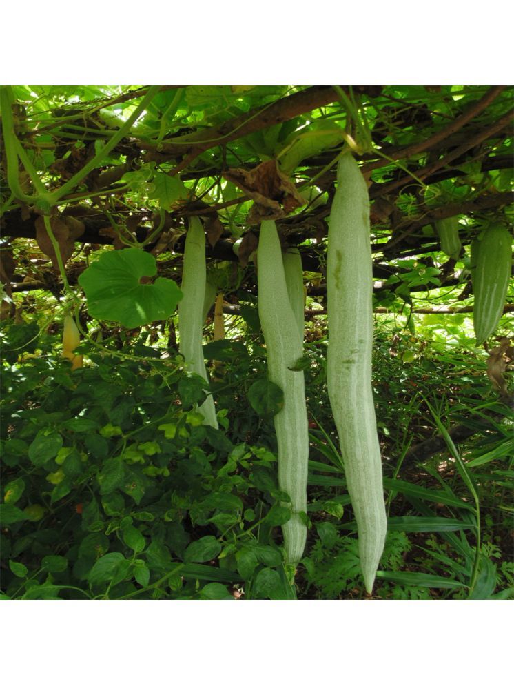     			Jignisha Seeds Snake Gourd Vegetable ( 30 Seeds )