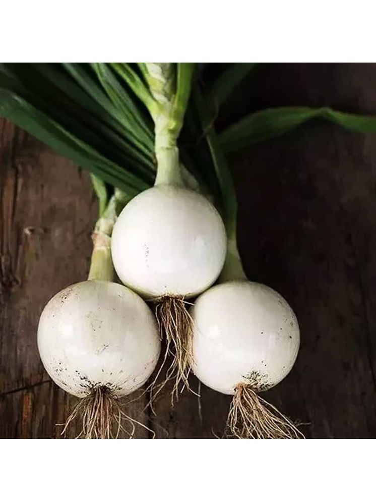     			Jignisha Seeds Hybrid Kanda Vegetable ( 500 Seeds )