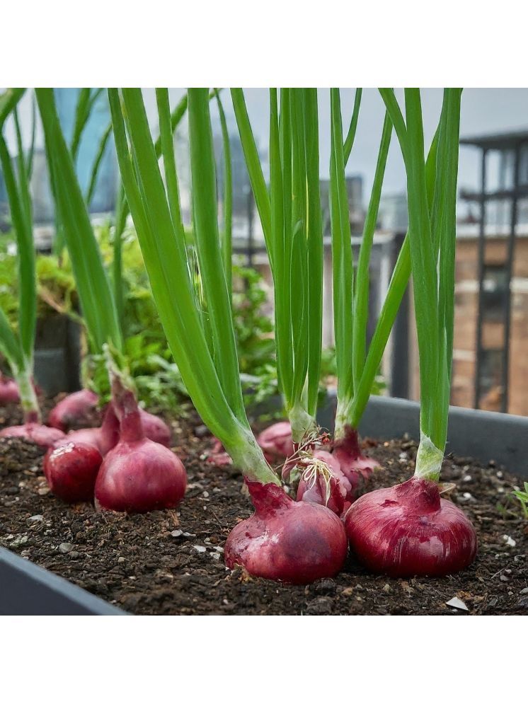     			Jignisha Seeds Hybrid Onion Vegetable ( 500 Seeds )