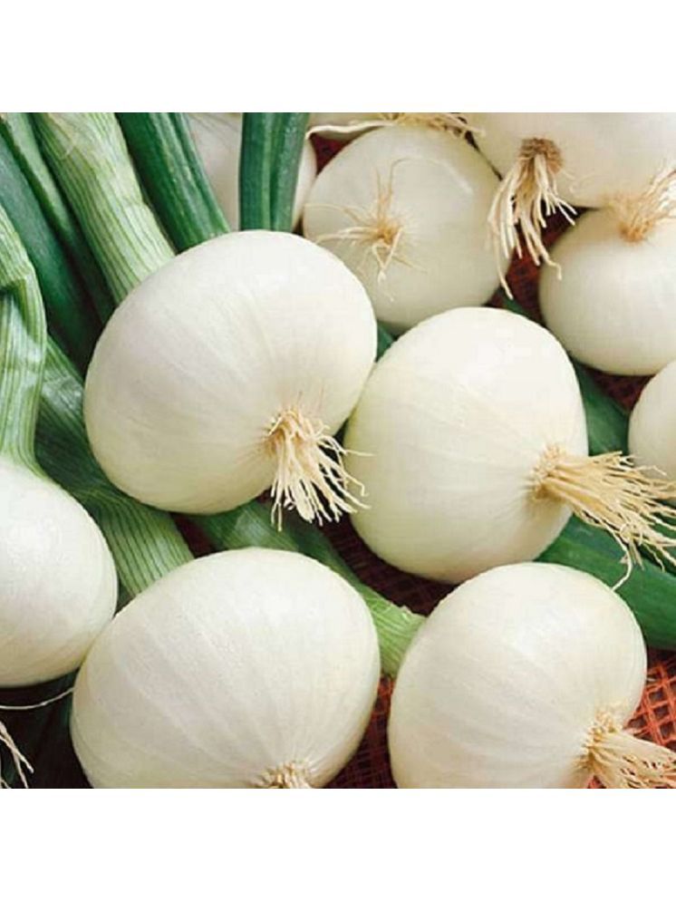     			Jignisha Seeds Hybrid White Onion Vegetable ( 500 Seeds )