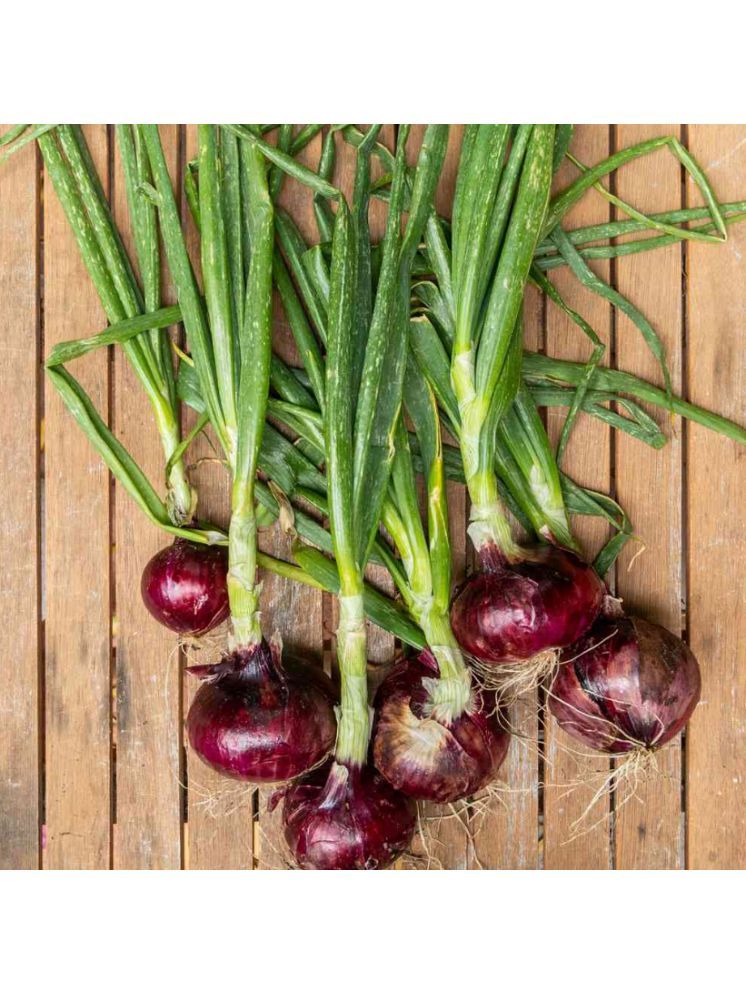     			Jignisha Seeds Kanda Vegetable ( 500 Seeds )