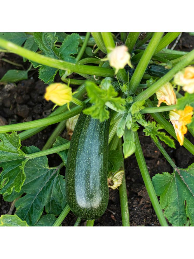     			Jignisha Seeds Organic Green Zucchini Vegetable ( 10 Seeds )