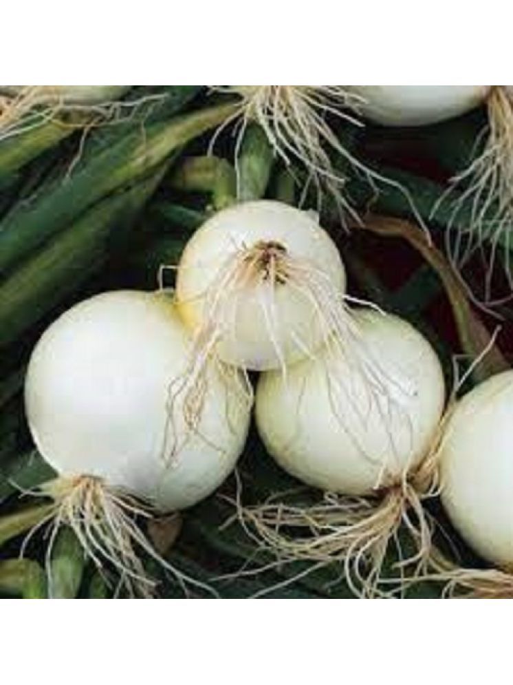     			Jignisha Seeds Organic Kanda Vegetable ( 500 Seeds )