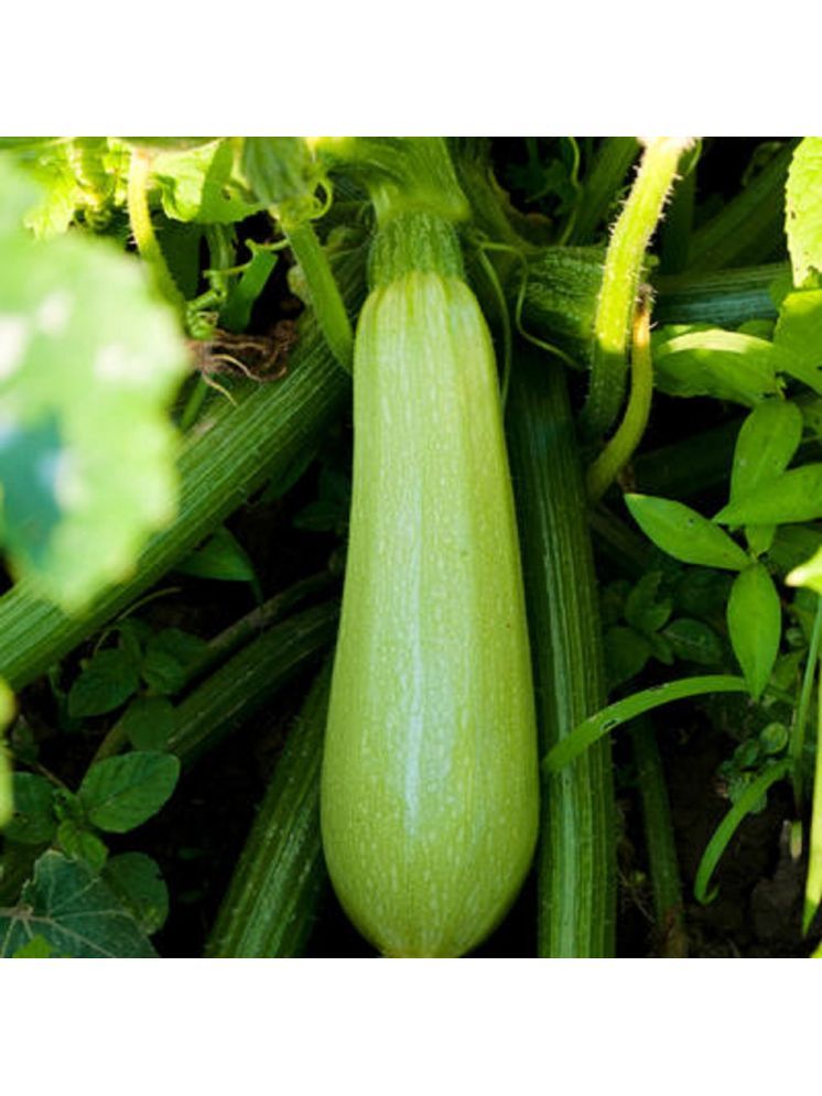     			Jignisha Seeds Organic Light Green Zucchini Vegetable ( 10 Seeds )