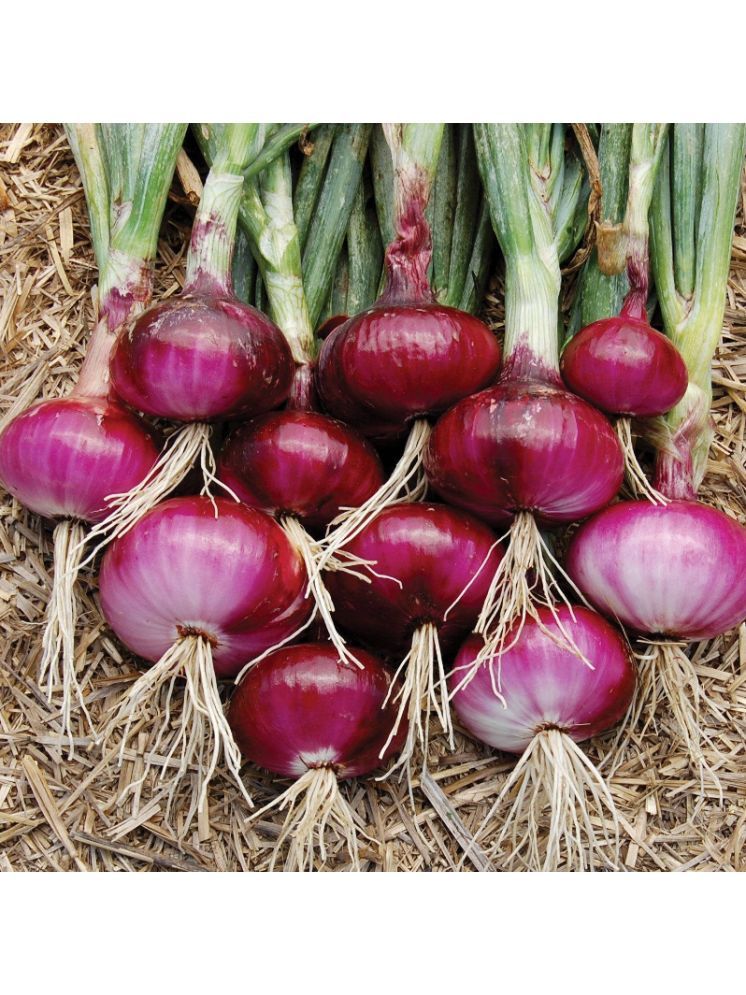     			Jignisha Seeds Organic Onion Vegetable ( 500 Seeds )