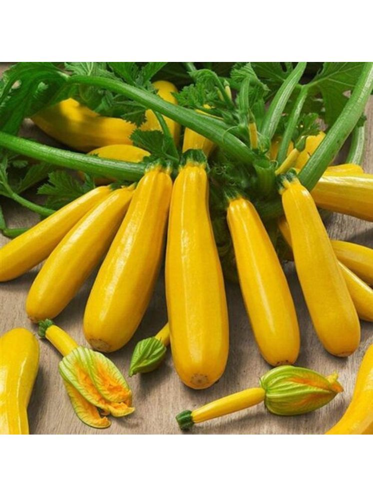     			Jignisha Seeds Organic Yellow Zucchini Vegetable ( 10 Seeds )