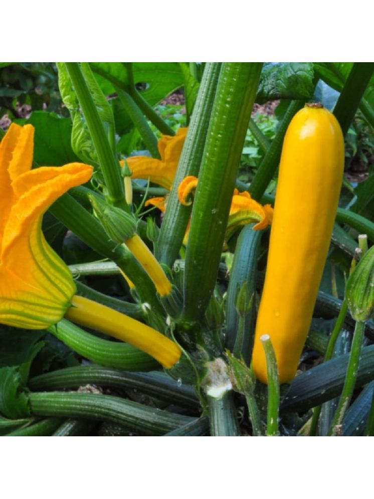     			Jignisha Seeds Organic Yellow Zucchini Vegetable ( 10 Seeds )