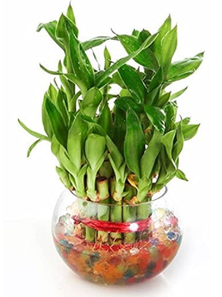     			Green plant indoor Indoor Bamboo Plant ( Pack of 1 )