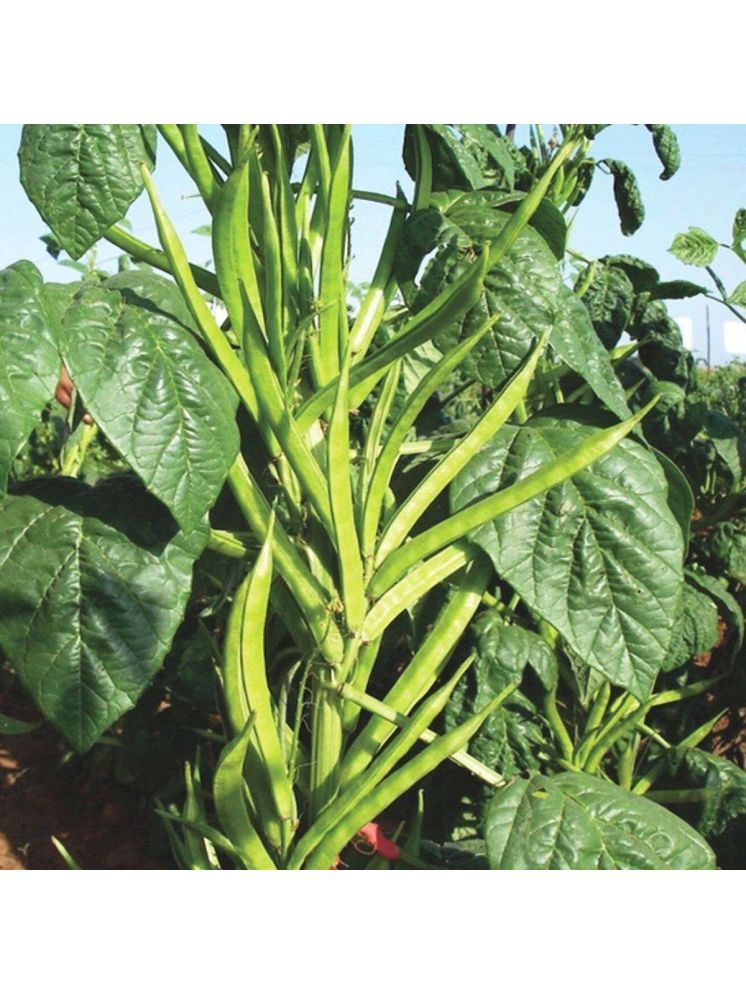     			Jignisha Seeds Cluster Beans Vegetable ( 50 Seeds )