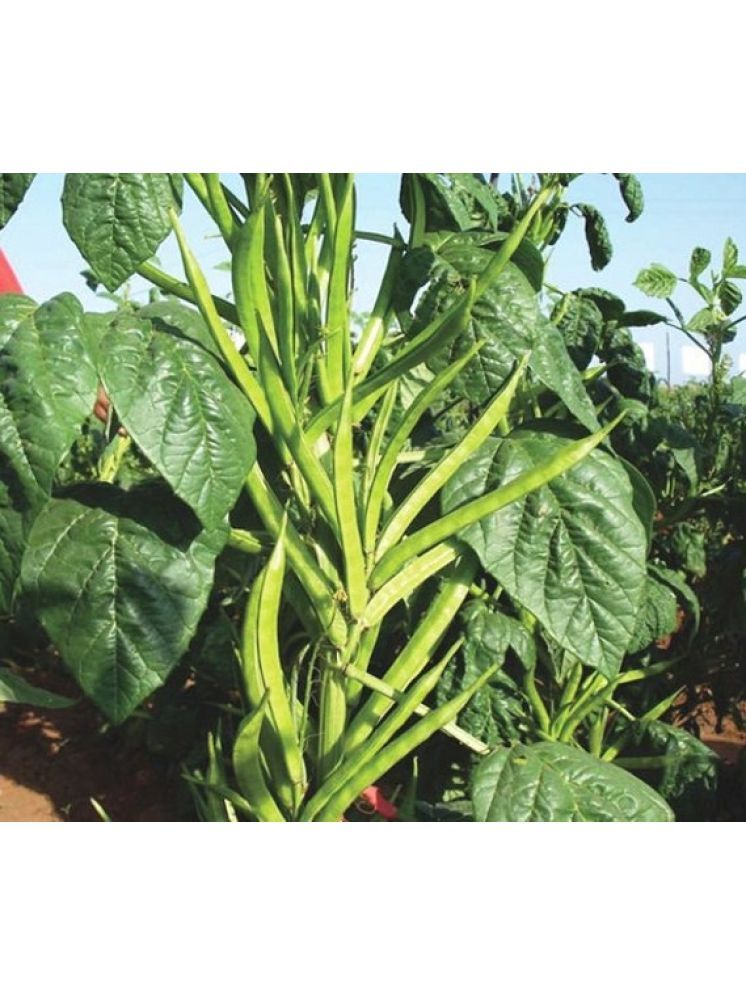     			Jignisha Seeds Guar Phali Vegetable ( 50 Seeds )