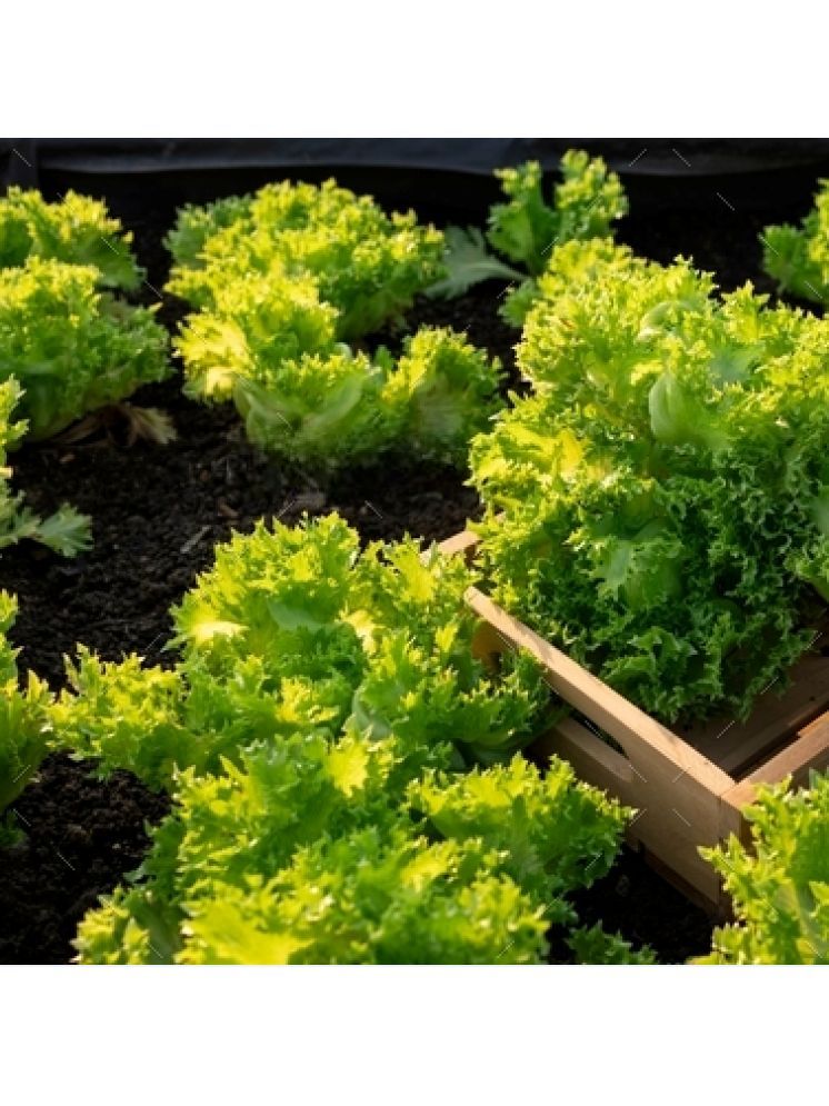     			Jignisha Seeds Hybrid Green Lettuce Vegetable ( 100 Seeds )