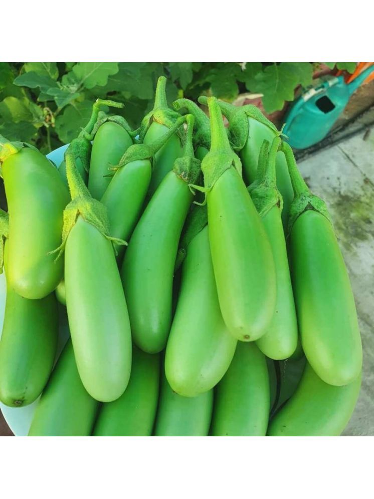     			Jignisha Seeds Hybrid Green Long Brinjal Vegetable ( 50 Seeds )