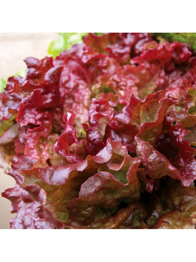     			Jignisha Seeds Organic Red Lettuce Vegetable ( 50 Seeds )