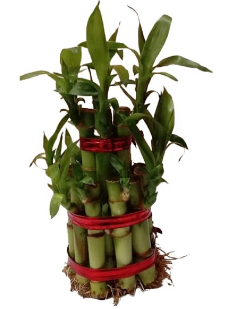     			Green plant indoor Indoor Bamboo Plant ( Pack of 1 )