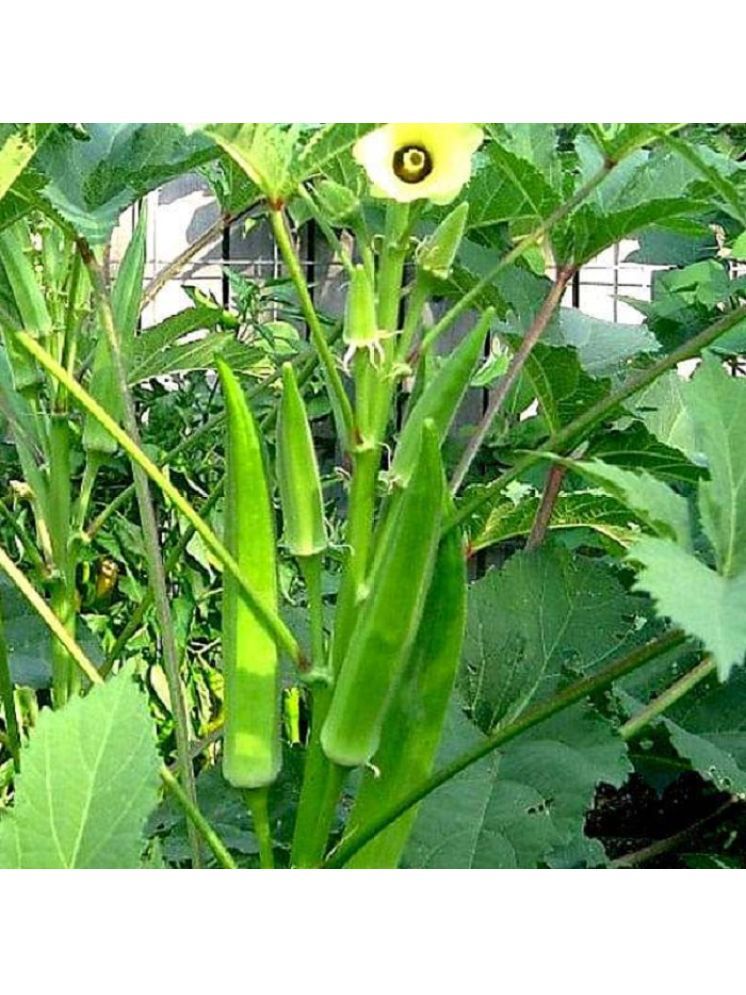     			Jignisha Seeds Hybrid Lady Finger Vegetable ( 50 Seeds )