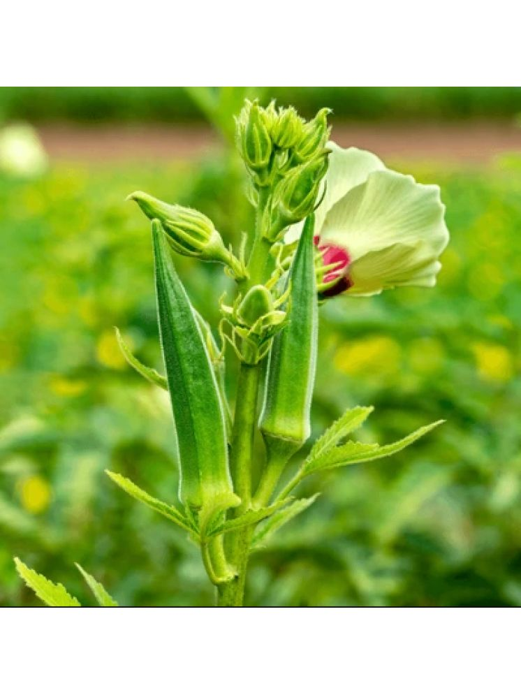     			Jignisha Seeds Hybrid Okra Vegetable ( 50 Seeds )