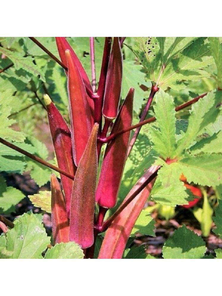     			Jignisha Seeds Hybrid Red Bhindi Vegetable ( 15 Seeds )