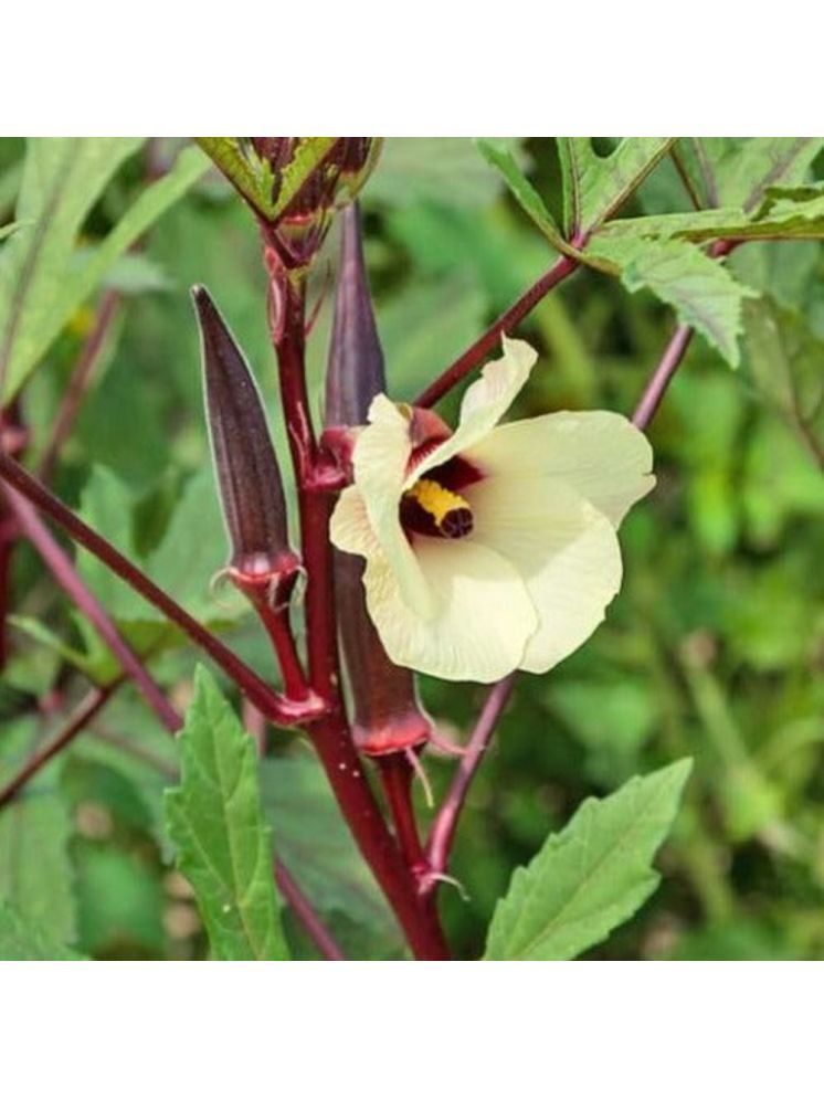     			Jignisha Seeds Hybrid Red Bhindi Vegetable ( 30 Seeds )