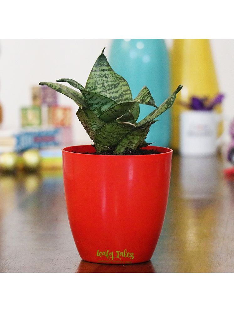     			Leafy Tales Indoor Indoor Plant ( Pack of 1 )