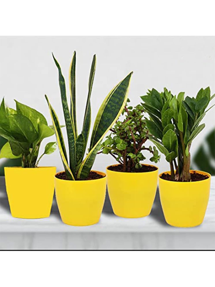     			Leafy Tales Indoor Indoor Plant ( Pack of 4 )